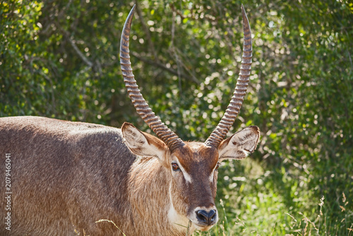 Obraz na płótnie Waterbuck, (Kobus ellipsiprymnus)