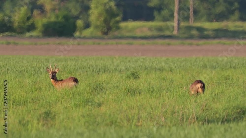 Wild Roe Deer Feeding in Meadow and Looking Around