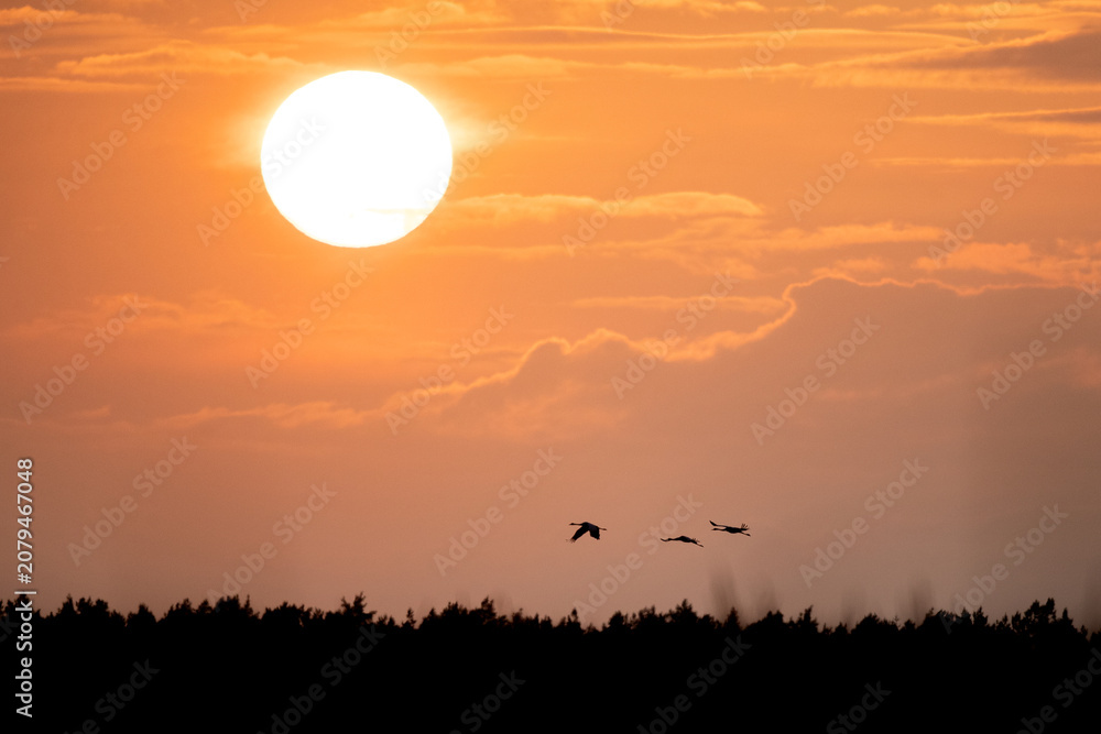 Fototapeta premium Kraniche vorm dem Sonnenuntergang