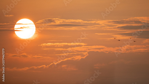 Vászonkép Graugänse vor untergehender Sonne