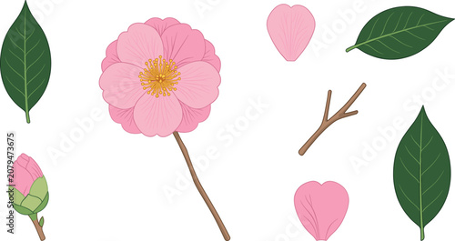 Bilde på lerret Botanical spring illustration collection featuring tsubaki pink flower head indi