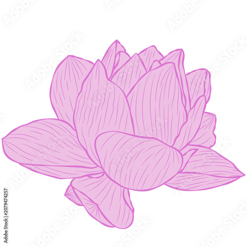 Pink lotus flowers for decoration.