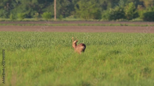 Two Roe Deer Looking Up While Grazing in Green Meadow