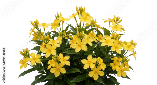 Vibrant yellow alstroemeria flowers bloom in a lush arrangement