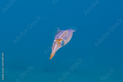 Vászonkép Squid in blue water