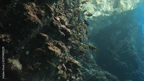 pempheris fish in cave underwater moving with waves underwater close up