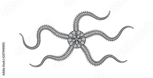 Bild auf Leinwand Ornate Brittle Star Mandala Vector Illustration