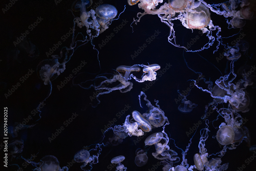 Konstfotografi Jellyfish