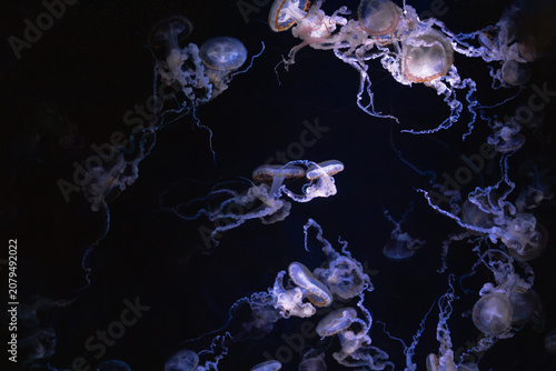 Bild auf Leinwand Jellyfish