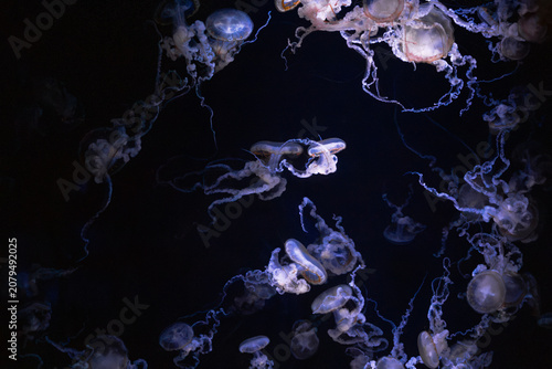 Bild auf Leinwand Jellyfish