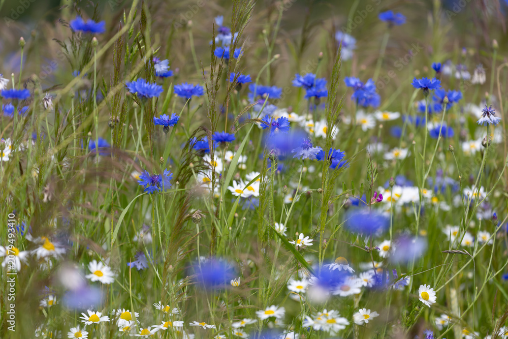 Fototapeta premium Summer meadows full of blooming blue cornflowers