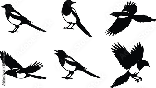 Konstfotografi Dynamic magpie silhouettes in flight, landing, and standing poses, showcasing bi