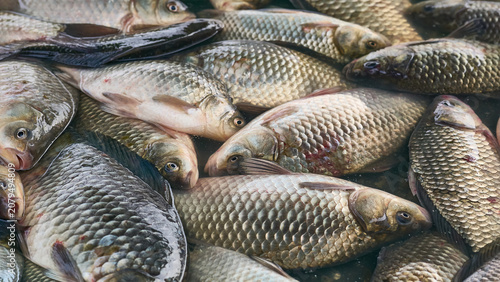 Fényképezés Market.River fish crucian carp on counter at market