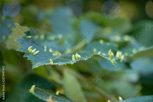 Tableau sur toile Close up of linden leaf with nail gall mite infestation and green leaf galls on