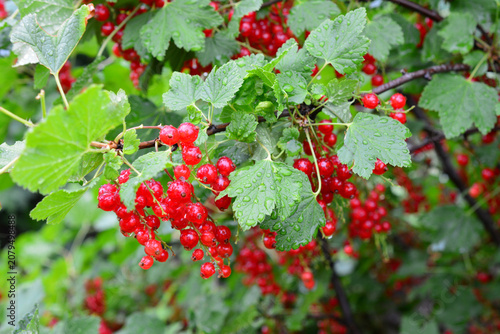 Quadro su tela Red Currants Growing on Bush in Garden on a branch with raindrops