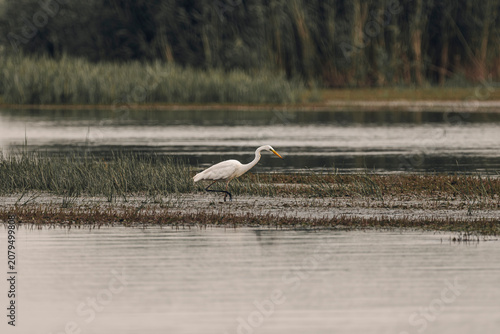 A great white heron walking through calm lake water with reeds in the background.