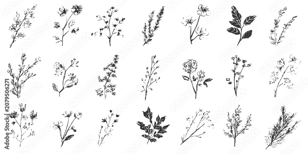 Fototapeta premium Hand drawn botanical branch and flower sketch collection vintage floral line art vector illustration graphic.