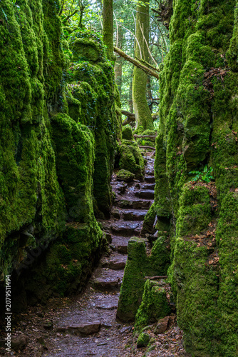 Lush moss-covered trees and ancient rocks in Puzzlewood, a distinctive natural landscape and renowned movie location.