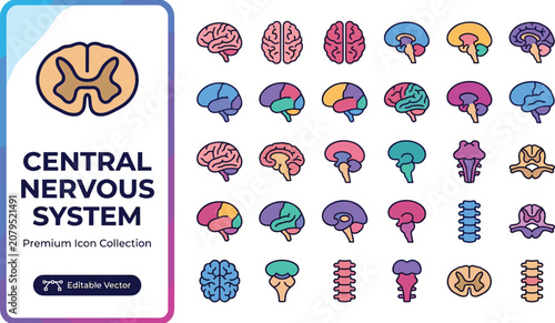 Colorful central nervous system brain and spine icon collection