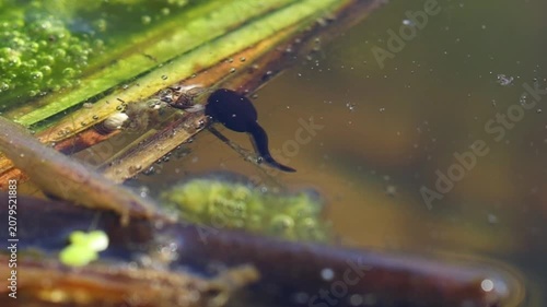 Frog tadpoles swimming and searching for food in freshwater pond