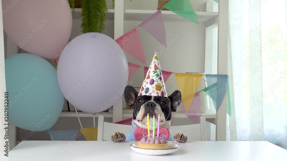 Fototapeta premium Cute dog in a festive paper party hat