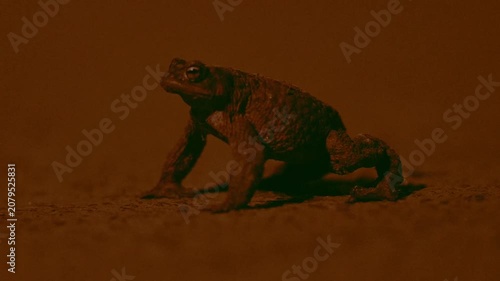 Common toad migrating through a city park at night