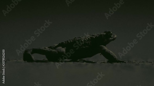 Common toad migrating through a city park at night