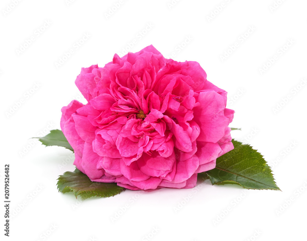 Obraz premium Beautiful pink rose flower isolated on a white background.