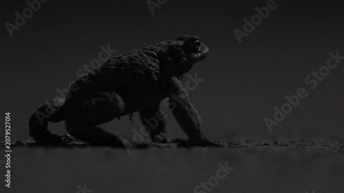 Common toad migrating through a city park at night
