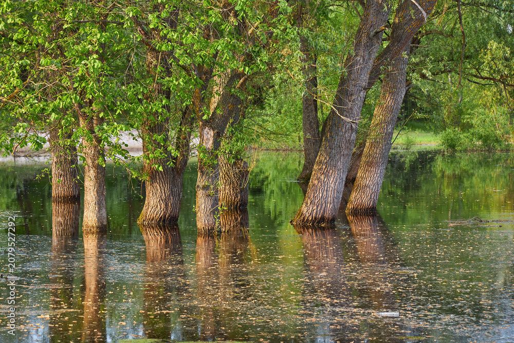 Naklejka premium Flooded green trees reflecting in tranquil water