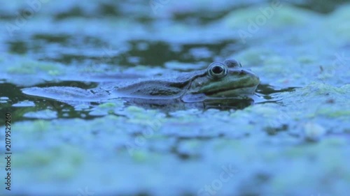 Green Frog Croaking in Pond at Evening