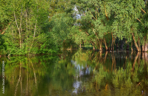 Serene landscape of flooded green trees reflecting in calm water