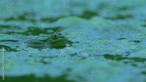 Green Frog Croaking in Pond at Evening