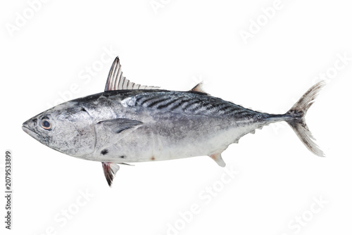 Принти на полотні Mackerel Tuna or Kawakawa (Euthynnus affinis) commercial food fish in white back