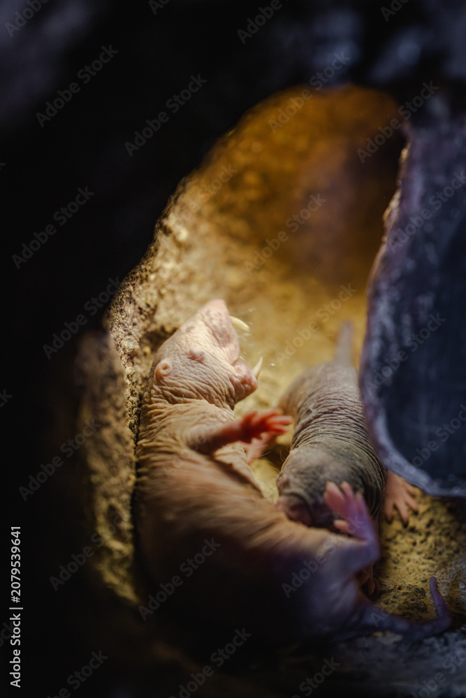 Fototapeta premium Close-up of a naked mole rat in its natural burrow, showing its wrinkled skin and whiskers in a dimly lit tunnel.