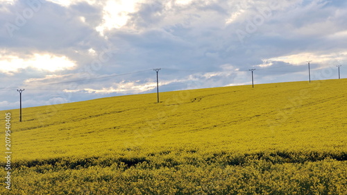 Expansive yellow rapeseed field stretches beneath dramatic storm clouds, with power lines crossing the countryside