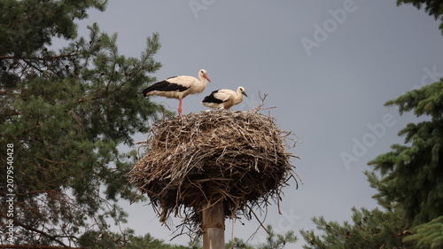 Two white storks stand together on a large twig nest atop a raised platform.