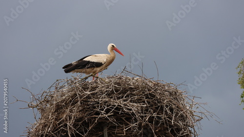 A white stork stands on a large twig nest atop a raised platform beneath a dramatic stormy sky