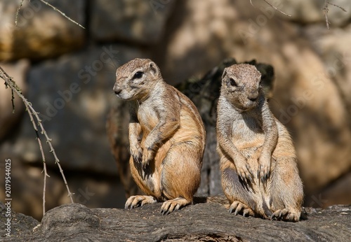 Cape ground squirrel (Xerus inauris)