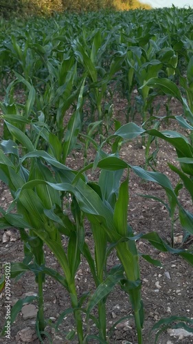 Green young corn stalks growing on agricultural field under bright summer sun close up.