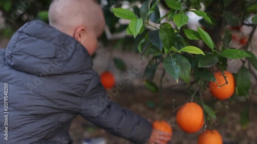  Curious little boy picks fresh ripe oranges from a tree in a oranges garden.