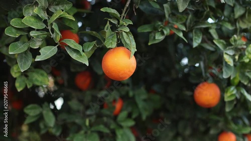 Ripe oranges on a tree. Selective focus.