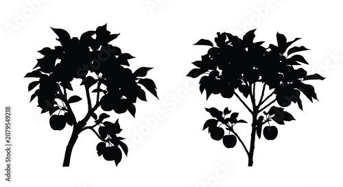 Photos Apple tree silhouette with fruit black and white graphic