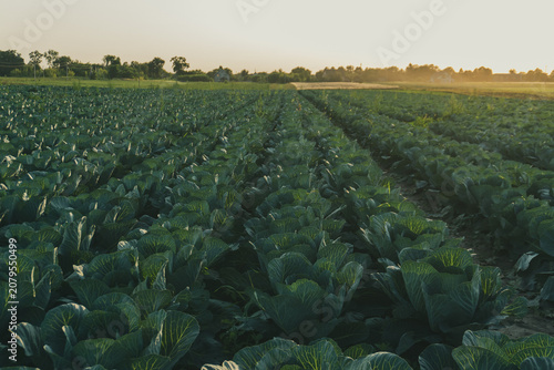 Bild auf Leinwand Cabbage Field During Sunset With Green Plants Arranged in Rows and a Clear Sky A