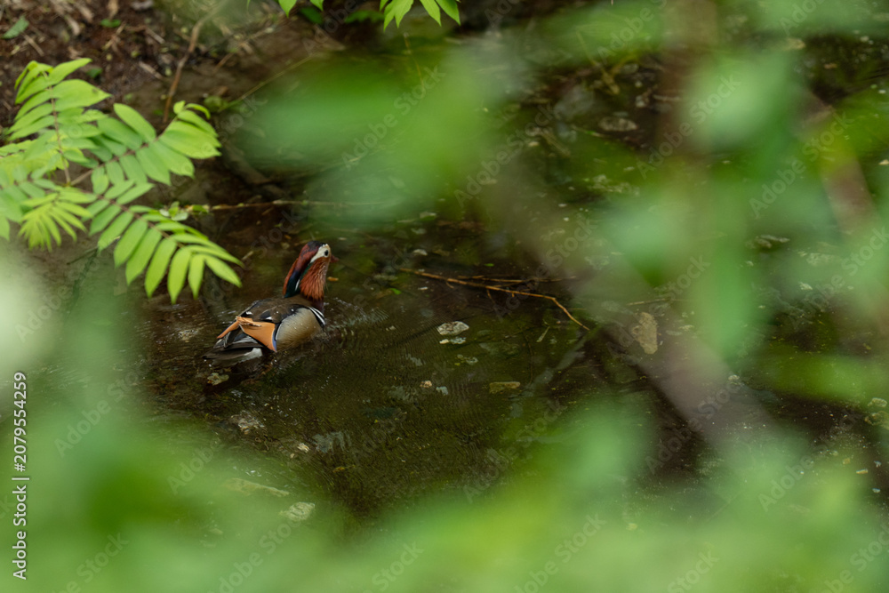 Naklejka premium Mandarin duck pond forest leaf water bird wildlife green foliage partly hidden in shaded wetland habitat calm natural scene with colorful waterfowl swimming near fern