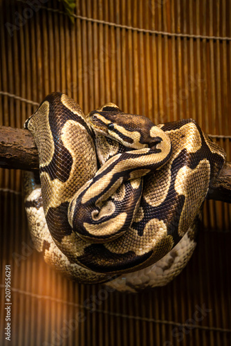 Принти на полотні Royal Python or Ball Python (Python regius) coiled tightly around a wooden branch in a terrarium with a warm bamboo background, showing its beautiful patterned scales and head