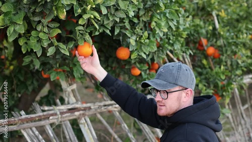 Father picking ripe oranges from the tree and giving it to his little son. 4k