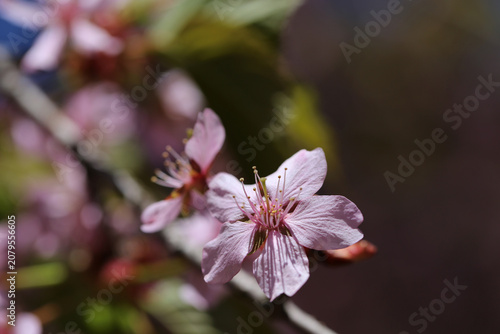 Pink and red rosebud cherry three flowers in a closeup color image. Green and brown background. Traditional cute Japanese springtime flowers photographed in Helsinki cherry park (kirsikkapuisto).