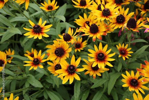 Bright yellow Black-Eyed Susan (Rudbeckia hirta) flowers blooming in a lush summer garden. Close-up of vibrant daisy-like blossoms with dark brown centers, photographed in natural light.