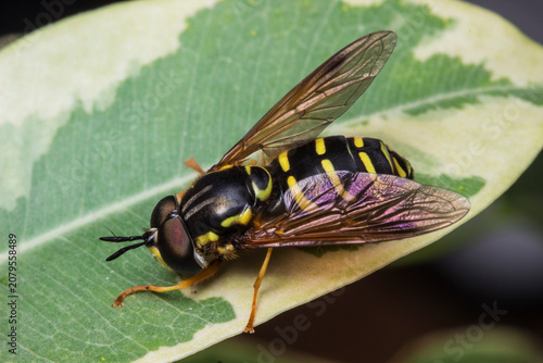 Tableau sur toile Striking Wasp-Mimic Hoverfly (Chrysotoxum intermedium) on Variegated Leaf – Macr